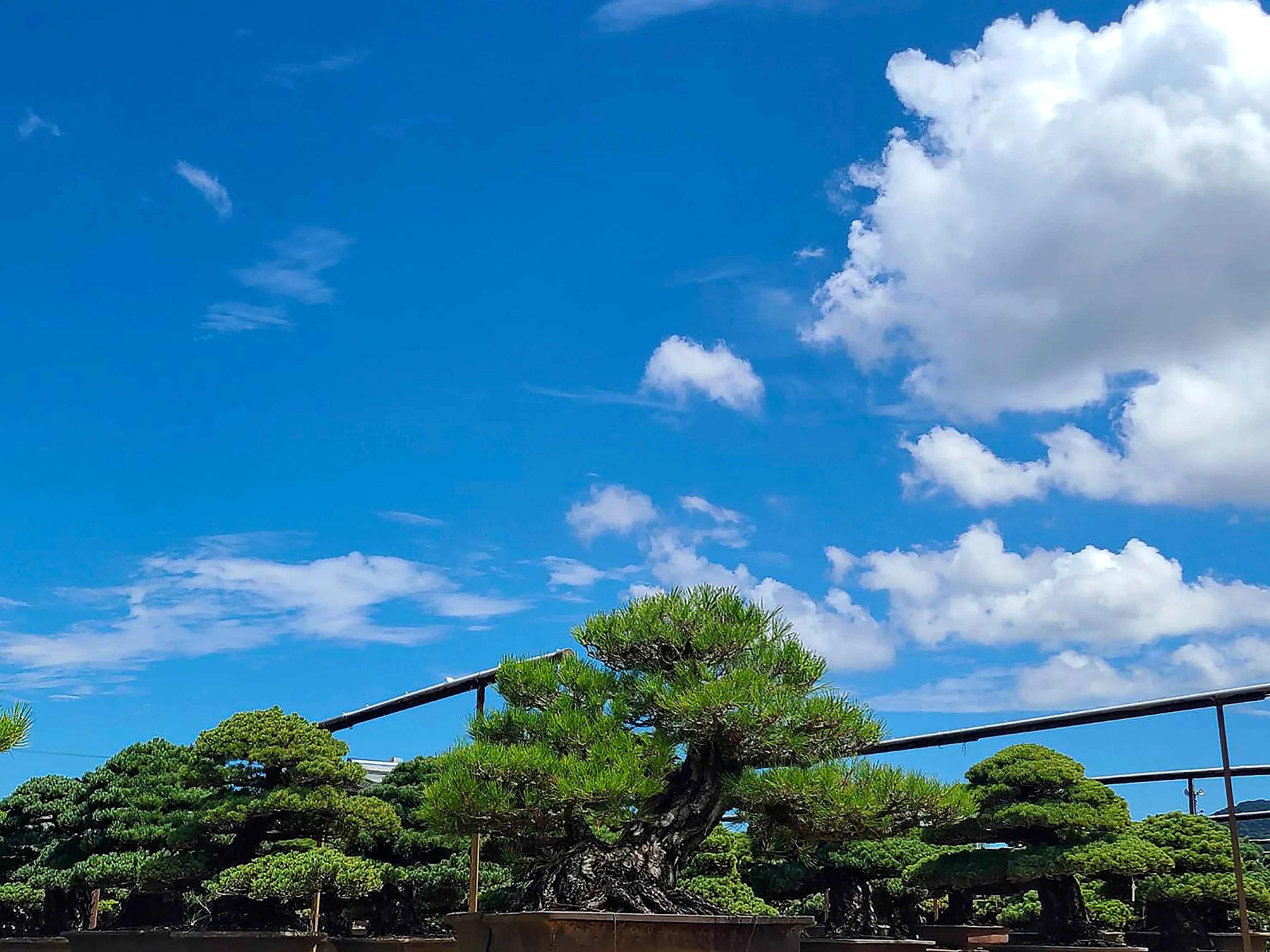 中西珍松園風景その2