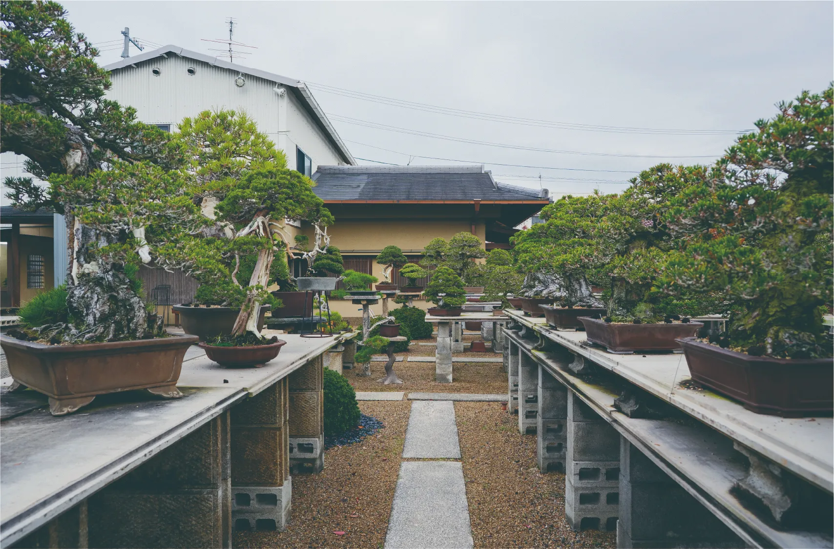 中西珍松園風景その4