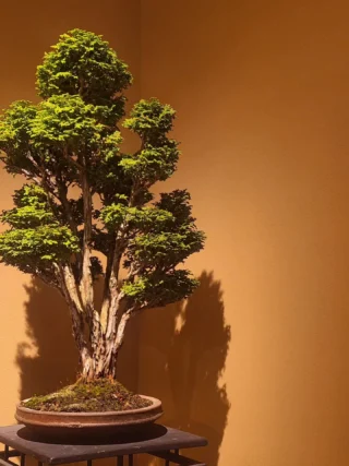 中型松の盆栽【樹高40cm】 トップページ - 中西珍松園